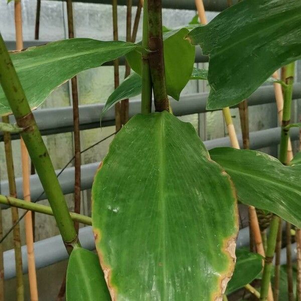 Costus dubius Leaf
