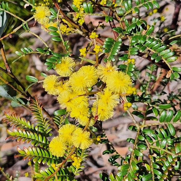 Acacia terminalis Flower