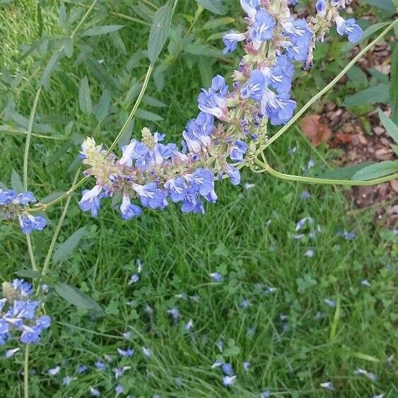 Salvia uliginosa Flower