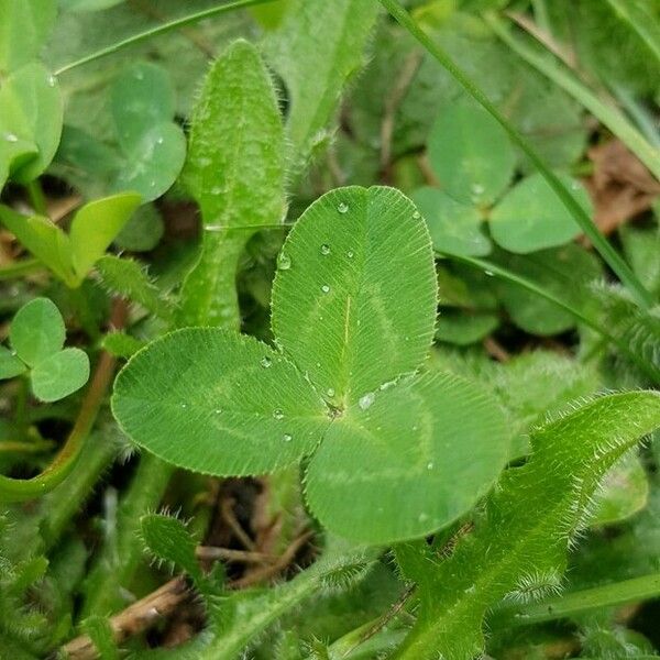 Trifolium repens পাতা