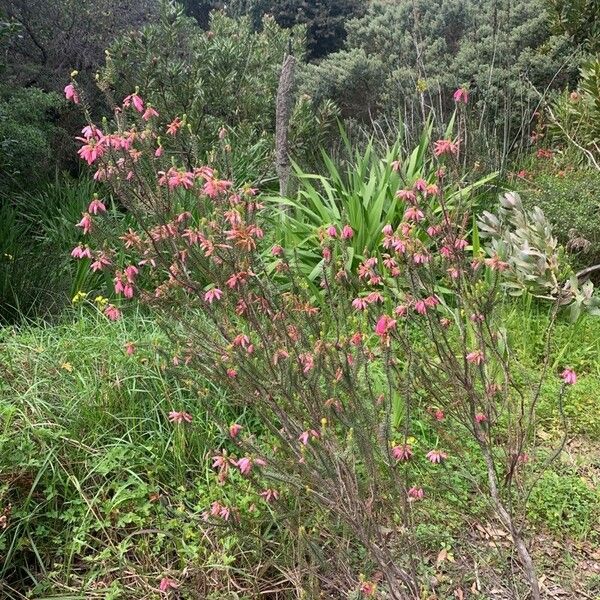 Erica verticillata Hábito