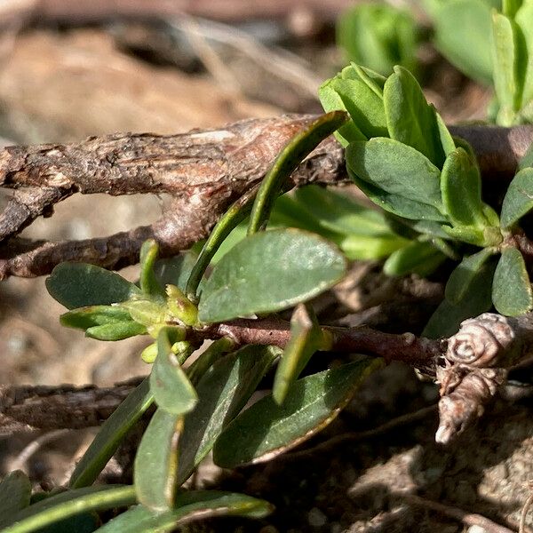 Daphne cneorum Leaf
