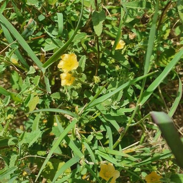 Sida rhombifolia Costuma