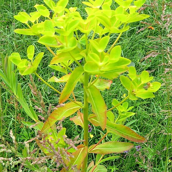Euphorbia palustris Hábito