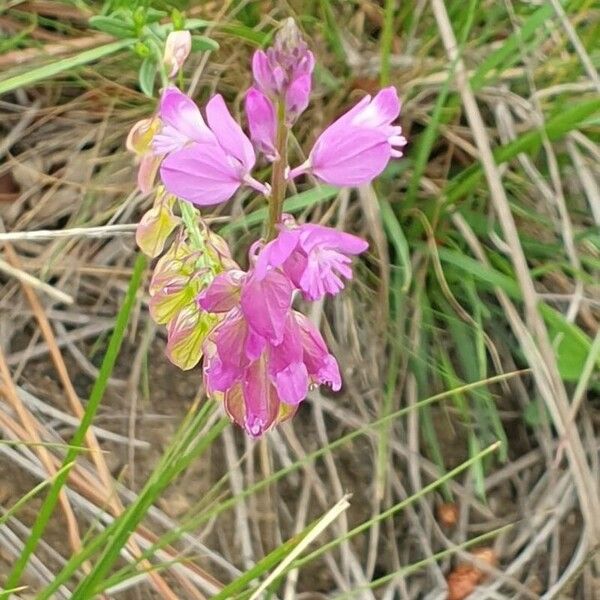 Polygala comosa Fiore