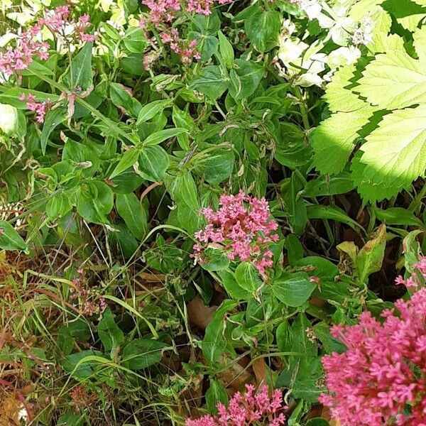 Centranthus lecoqii Cvet