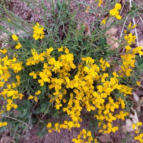 Genista hispanica Fiore