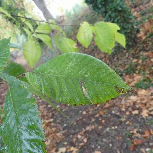 Ulmus laevis Leaf