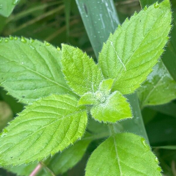 Mentha aquatica Flower