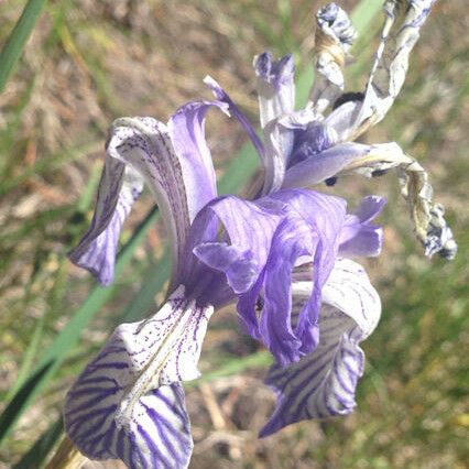 Iris missouriensis 花