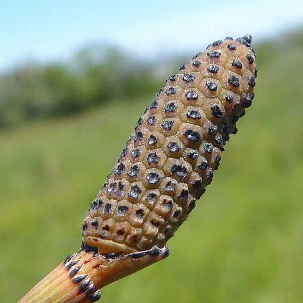 Equisetum ramosissimum Fruto