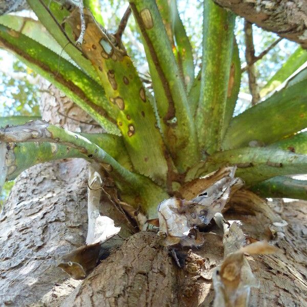 Aechmea distichantha Liść