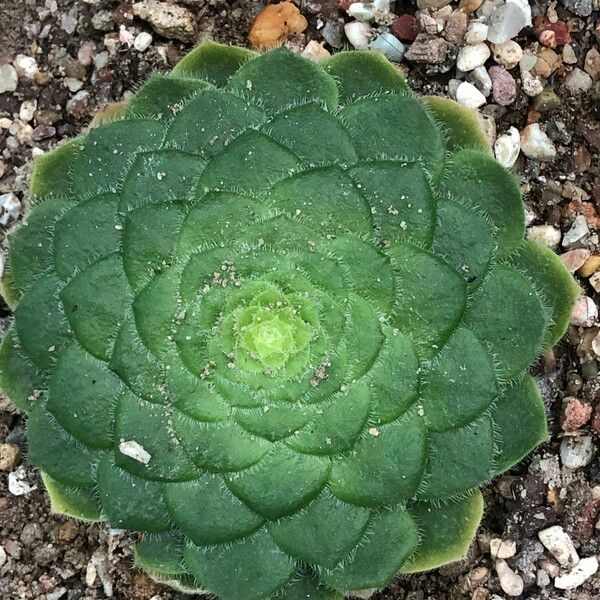 Aeonium tabulaeforme Hábito