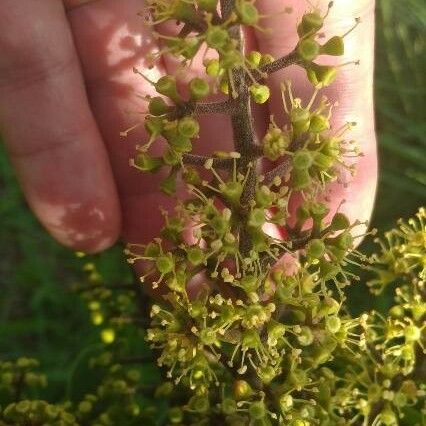 Schefflera arboricola फूल