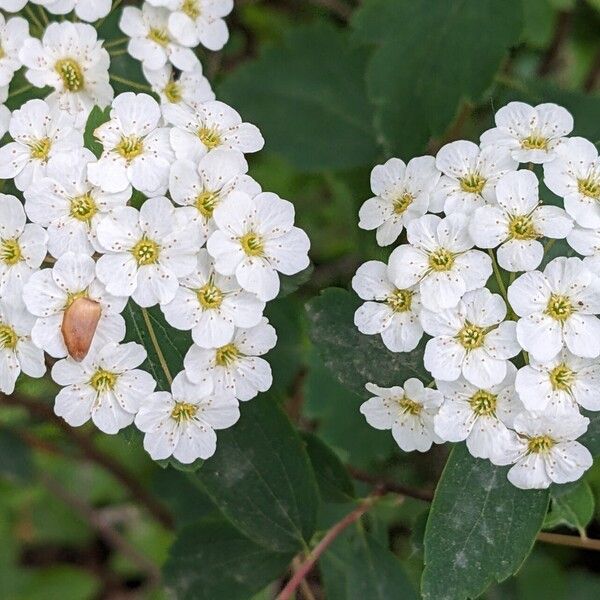 Spiraea chamaedryfolia Floare