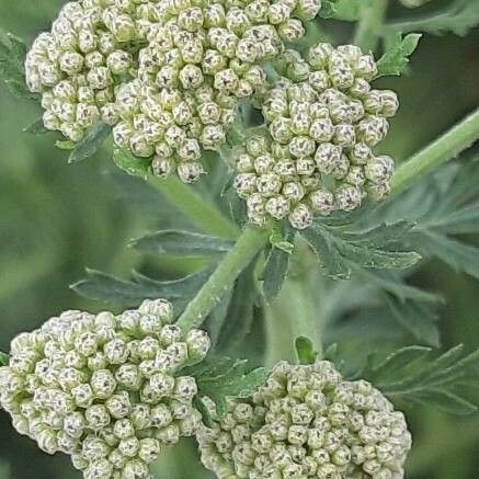 Achillea ligustica Blüte