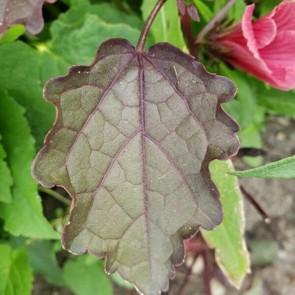 Hibiscus acetosella Folha