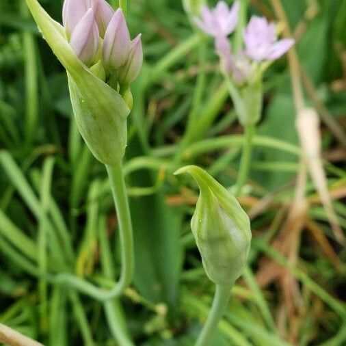 Allium drummondii Flower