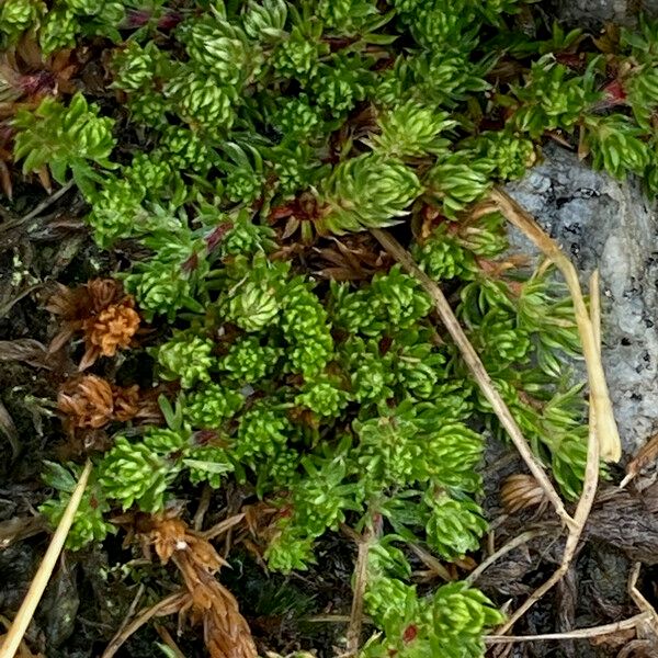 Alchemilla holosericea Habit