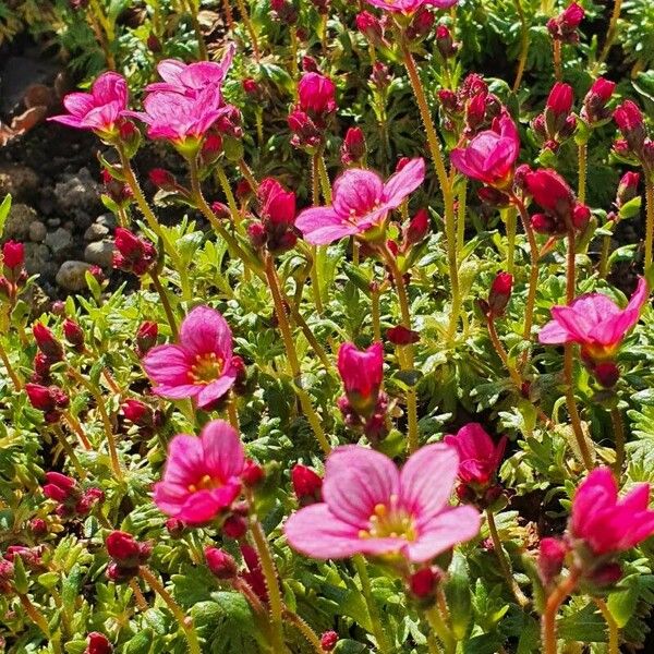 Saxifraga tridactylites Costuma