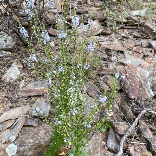 Anarrhinum bellidifolium Хабит