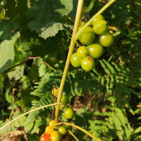 Dioscorea communis Fruit