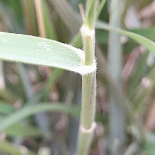 Calamagrostis pseudophragmites برگ