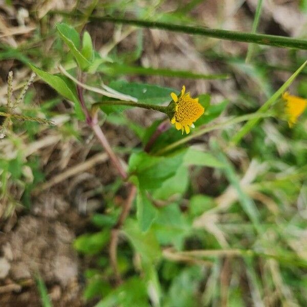 Acmella caulirhiza Flor