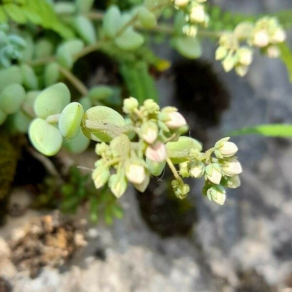 Sedum dasyphyllum Flower