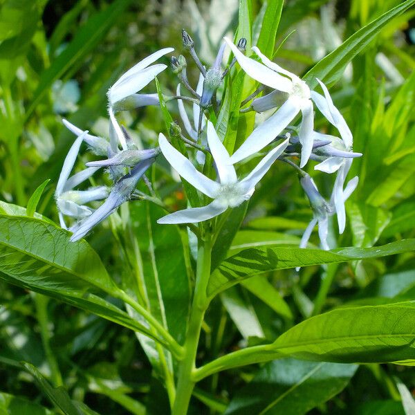 Amsonia tabernaemontana Virág