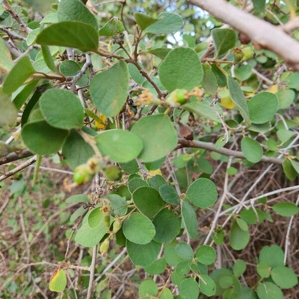 Cordia monoica Hoja