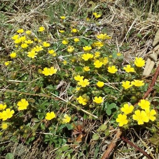 Potentilla pedata Kwiat