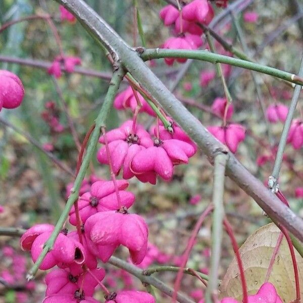 Euonymus europaeus Meyve