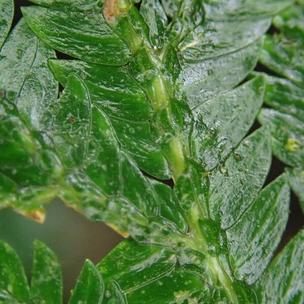 Selaginella vogelii Leaf