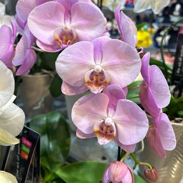 Phalaenopsis amabilis Fiore