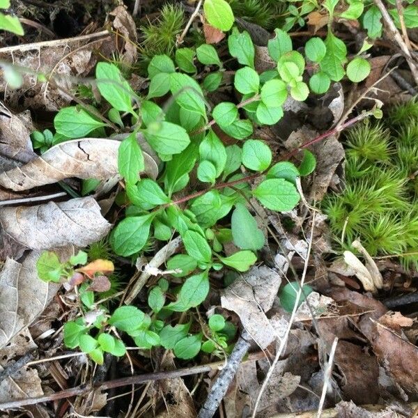 Linnaea borealis Листок