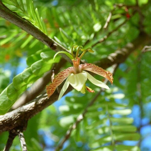 Tamarindus indica Virág