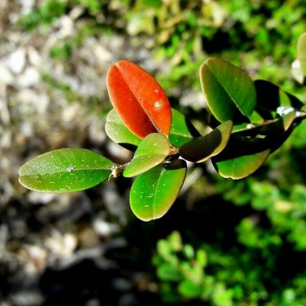 Buxus sempervirens Hoja