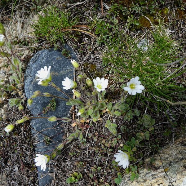 Cerastium alpinum چھال