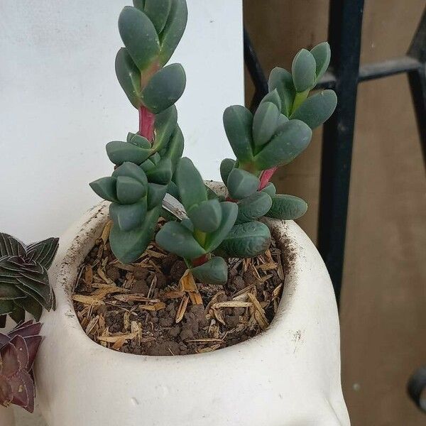 Delosperma lehmannii Leaf