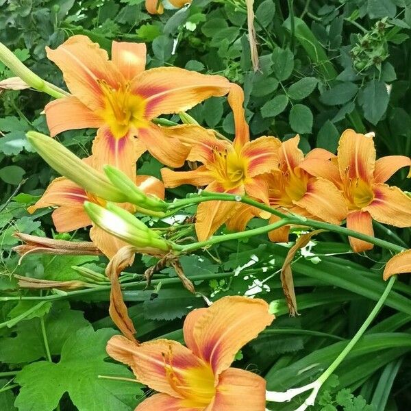 Hemerocallis fulva Květ