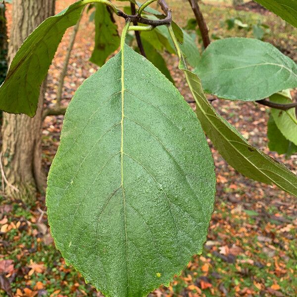 Ehretia dicksonii 叶