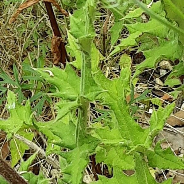 Echinops sphaerocephalus पत्ता