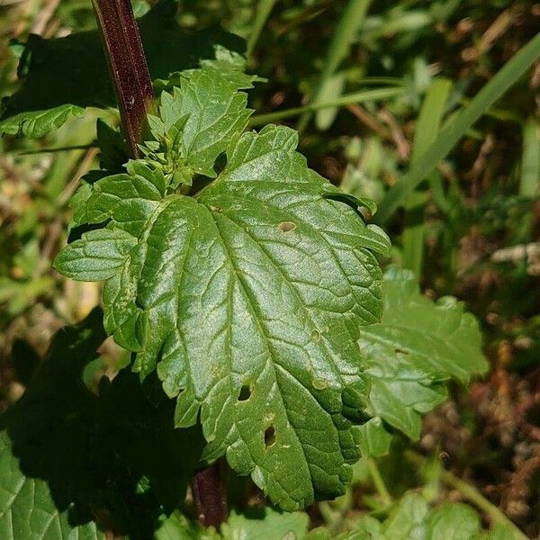 Scrophularia peregrina Leaf