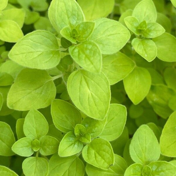 Origanum onites পাতা