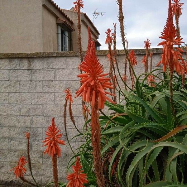 Aloe arborescens Blomst