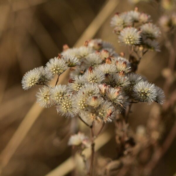 Aerva javanica Floro