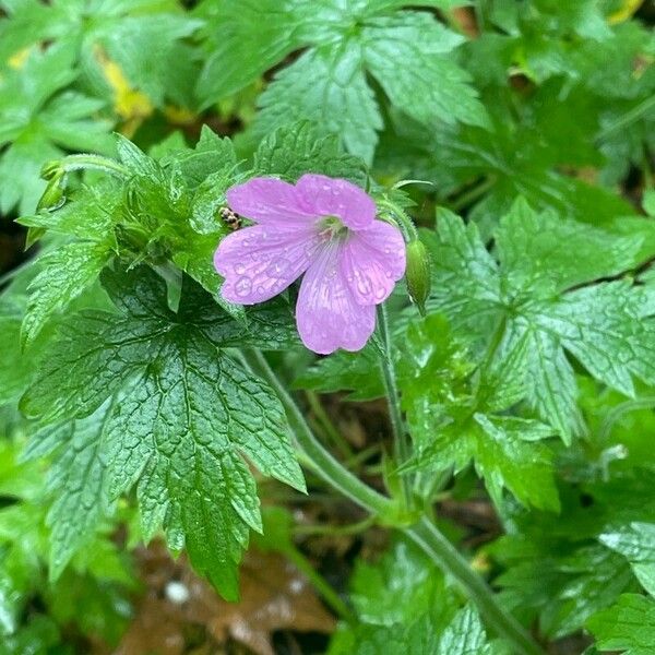 Geranium endressii Blomst