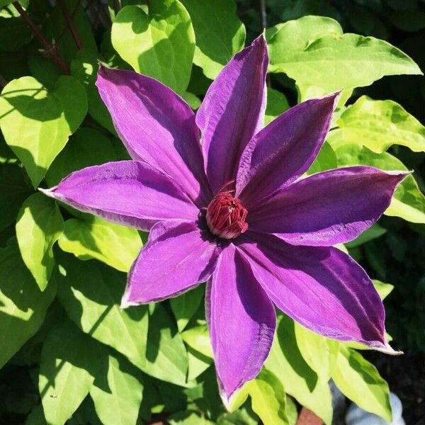 Clematis patens Bloem