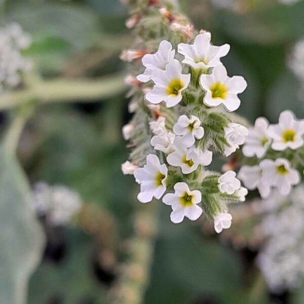 Heliotropium europaeum Flower